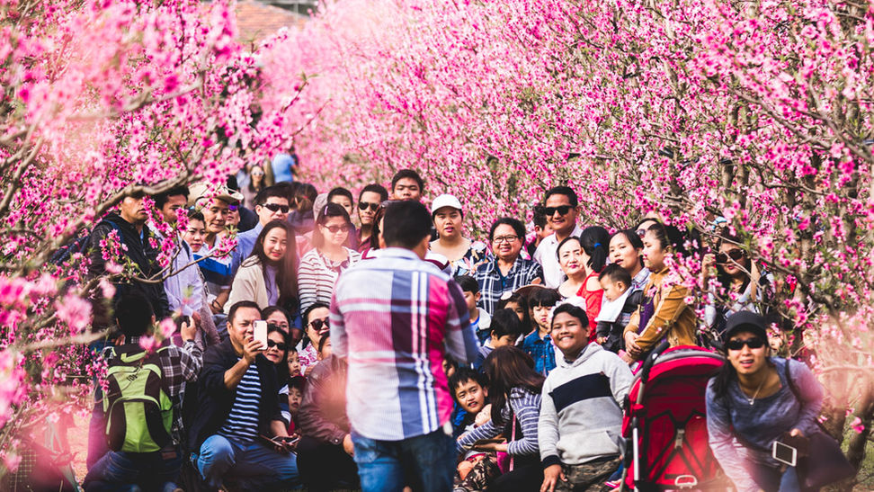 Saku Blossom Festival